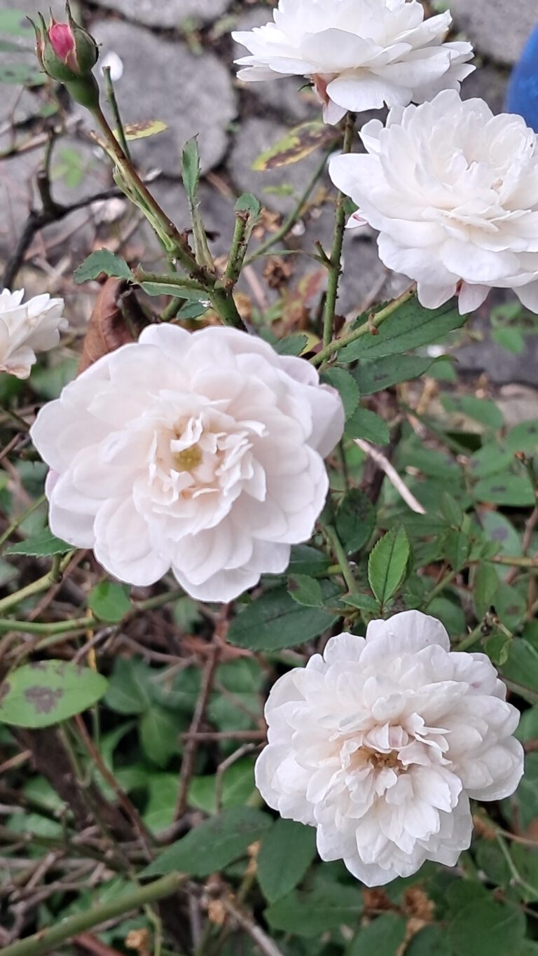 HSP Weiße Rosen