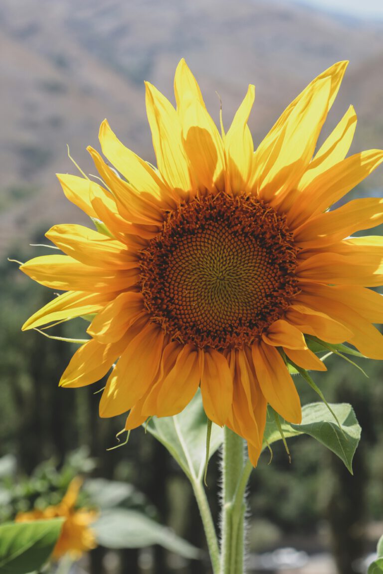 hanna-plants-yN1Up1wSoRA-unsplash